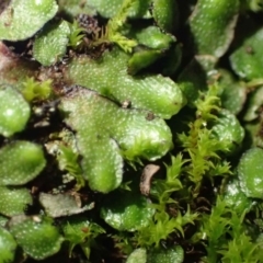 Targionia lorbeeriana (A liverwort) at Kowen, ACT - 24 Jun 2020 by RWPurdie