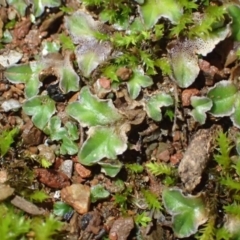 Riccia cartilaginosa (Liverwort) at Kowen, ACT - 23 Jun 2020 by RWPurdie