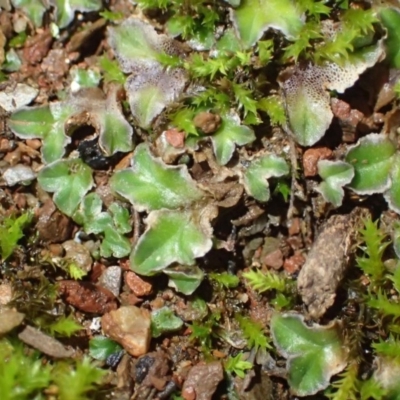 Riccia cartilaginosa (Liverwort) at Kowen, ACT - 24 Jun 2020 by RWPurdie