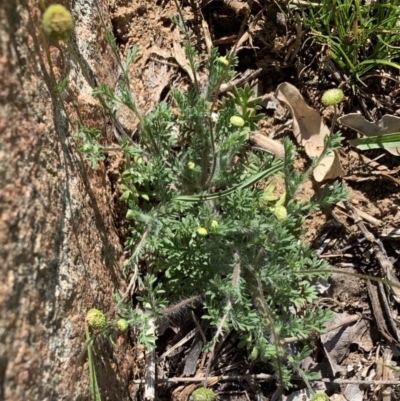 Cotula australis (Common Cotula, Carrot Weed) at Black Range, NSW - 29 Jun 2020 by StephH