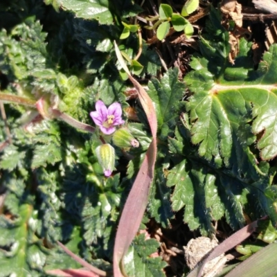 Erodium botrys (Long Storksbill) at Dunlop, ACT - 24 Jun 2020 by sangio7