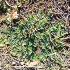 Erodium botrys at Dunlop, ACT - 24 Jun 2020