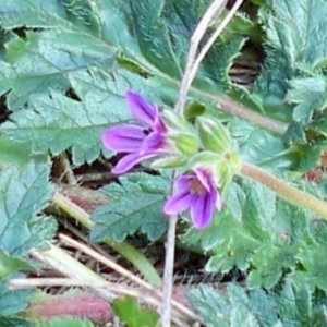 Erodium brachycarpum at Dunlop, ACT - 23 Jun 2020 02:40 PM