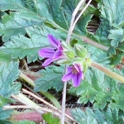 Erodium brachycarpum (Heronsbill) at Dunlop, ACT - 23 Jun 2020 by sangio7