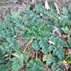 Erodium brachycarpum at Dunlop, ACT - 23 Jun 2020 02:40 PM