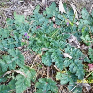 Erodium brachycarpum at Dunlop, ACT - 23 Jun 2020 02:40 PM