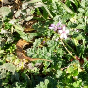 Erodium cicutarium at Dunlop, ACT - 24 Jun 2020 12:31 PM