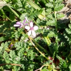 Erodium cicutarium at Dunlop, ACT - 24 Jun 2020