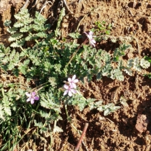 Erodium cicutarium at Dunlop, ACT - 24 Jun 2020 12:31 PM