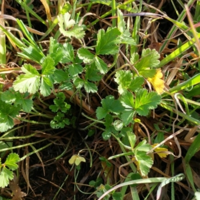 Erodium crinitum (Native Crowfoot) at Dunlop, ACT - 24 Jun 2020 by sangio7