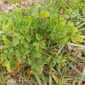 Erodium crinitum at Dunlop, ACT - 24 Jun 2020