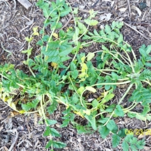 Erodium moschatum at Dunlop, ACT - 23 Jun 2020 02:19 PM