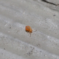 Symphypleona sp. (order) at Hackett, ACT - 28 Jun 2020 11:24 AM