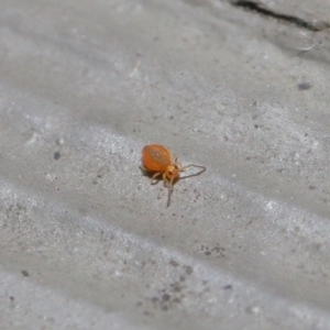 Symphypleona sp. (order) at Hackett, ACT - 28 Jun 2020 11:24 AM