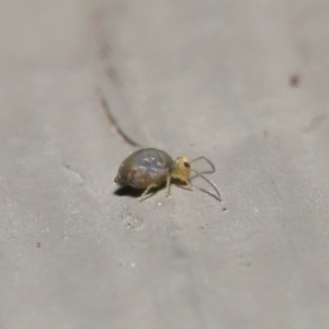 Symphypleona sp. (order) at Hackett, ACT - 28 Jun 2020 11:26 AM