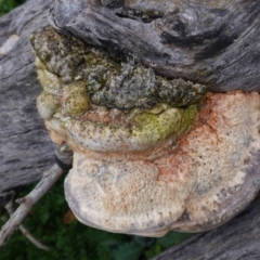 Unidentified Pored or somewhat maze-like on underside [bracket polypores] at Hughes, ACT - 29 Jun 2020 by JackyF