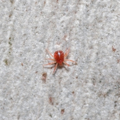 Acari (informal subclass) (Unidentified mite) at ANBG - 21 Jun 2020 by TimL