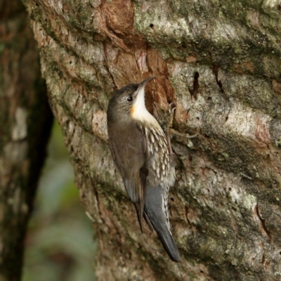 Cormobates leucophaea (White-throated Treecreeper) at Fitzroy Falls - 29 Jun 2020 by Snowflake