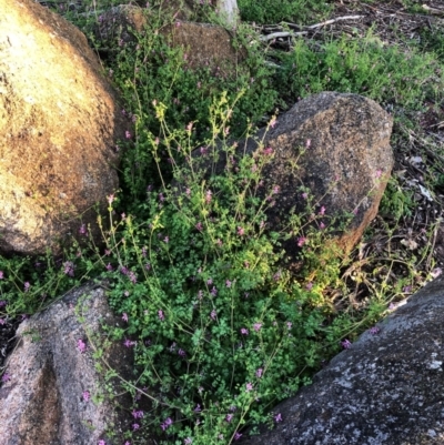 Fumaria sp. (Fumitory) at Hughes, ACT - 26 Jun 2020 by ruthkerruish