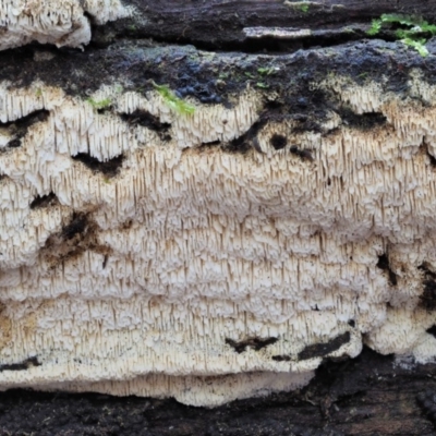 Xylodon 'Schizopora group' at Cotter River, ACT - 28 May 2020 by KenT