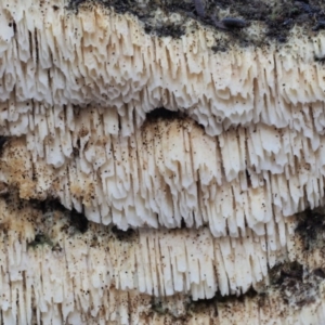 Xylodon 'Schizopora group' at Cotter River, ACT - 28 May 2020