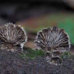 Schizophyllum commune (Split Gill Fungus) at Cotter River, ACT - 28 May 2020 by KenT