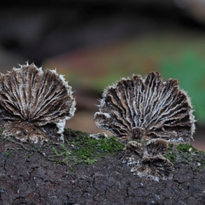 Schizophyllum commune (Split Gill Fungus) at Cotter River, ACT - 28 May 2020 by KenT