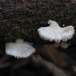 Schizophyllum commune at Cotter River, ACT - 28 May 2020 12:21 PM