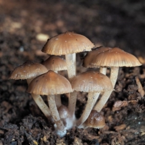 Mycena sp. at Cotter River, ACT - 28 May 2020