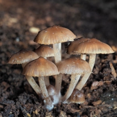 Mycena sp. (Mycena) at Cotter River, ACT - 28 May 2020 by KenT