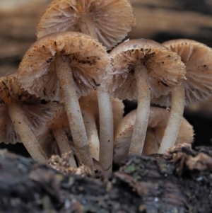 Mycena sp. at Cotter River, ACT - 28 May 2020 11:24 AM