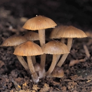 Mycena sp. at Cotter River, ACT - 28 May 2020 11:24 AM