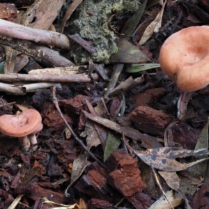 Lactarius s.l. at Cotter River, ACT - 28 May 2020