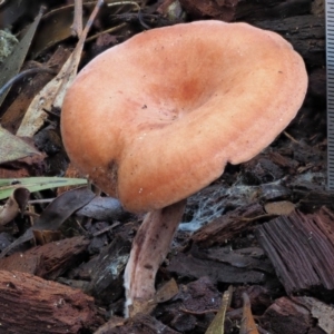 Lactarius s.l. at Cotter River, ACT - 28 May 2020