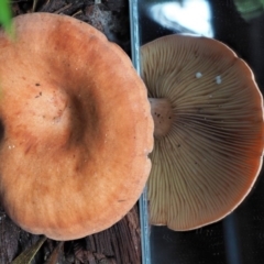 Lactarius s.l. at Cotter River, ACT - 28 May 2020