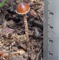 Galerina sp. at Cotter River, ACT - 28 May 2020