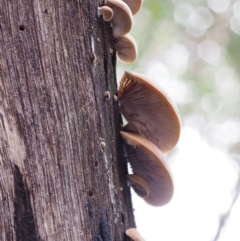 Crepidotus sp. (Crepidotus) at Cotter River, ACT - 28 May 2020 by KenT