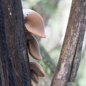 Crepidotus sp. at Cotter River, ACT - 28 May 2020 12:04 PM