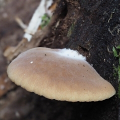 Crepidotus sp. at Cotter River, ACT - 28 May 2020