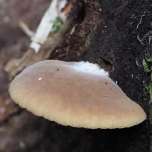 Crepidotus sp. at Cotter River, ACT - 28 May 2020