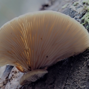 Crepidotus sp. at Cotter River, ACT - 28 May 2020