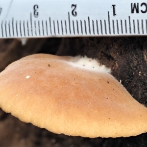 Crepidotus sp. at Cotter River, ACT - 28 May 2020