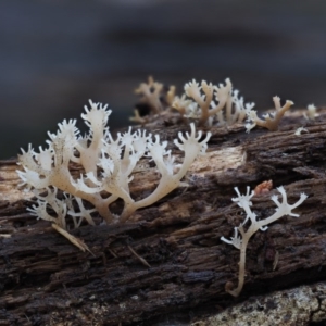 Artomyces sp. at Cotter River, ACT - 28 May 2020