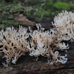 Artomyces sp. at Cotter River, ACT - 28 May 2020