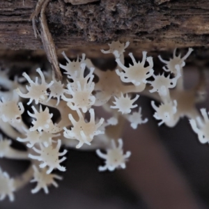 Artomyces sp. at Cotter River, ACT - 28 May 2020 10:12 AM