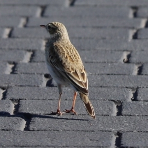 Anthus australis at Throsby, ACT - 28 Jun 2020