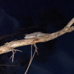 Petaurus notatus (Krefft’s Glider, Sugar Glider) at Red Hill, ACT - 28 Jun 2020 by Torbreck