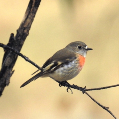 Petroica boodang (Scarlet Robin) at Tuggeranong DC, ACT - 29 Jun 2020 by HelenCross