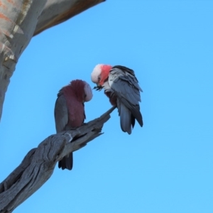 Eolophus roseicapilla at Throsby, ACT - 28 Jun 2020