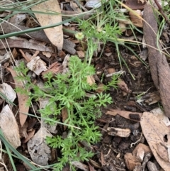 Cotula australis (Common Cotula, Carrot Weed) at Fowles St. Woodland, Weston - 29 Jun 2020 by AliceH